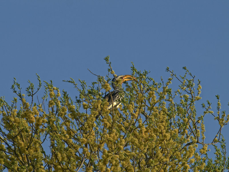 Hornbill, Waterberg